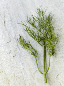 dill