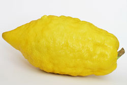 Escarole @ Etrog (Citron)
